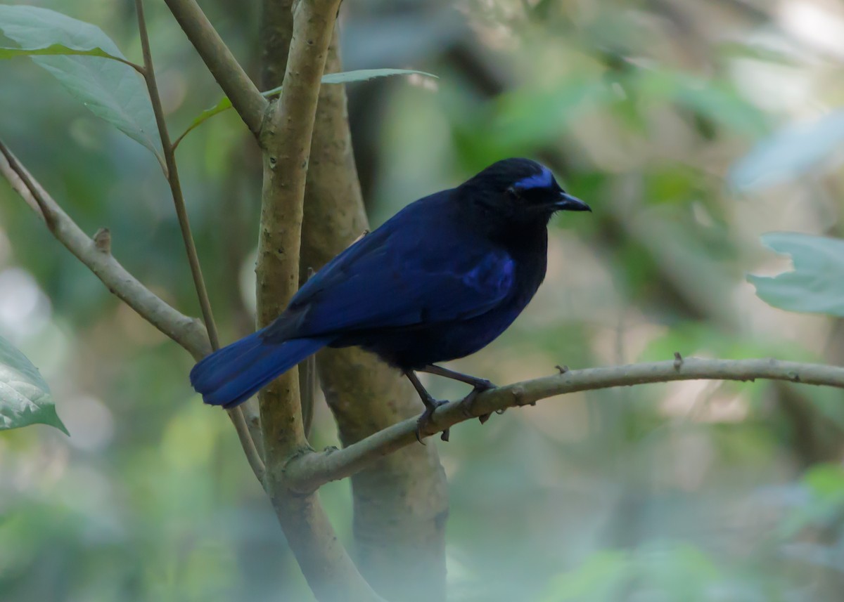 Malabar Whistling-Thrush - ML464552261