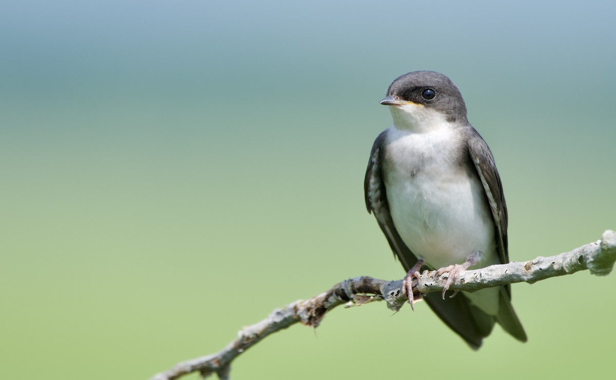 Tree Swallow - Weston Barker