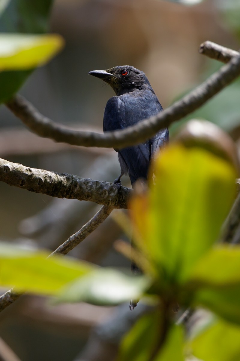 Drongo royal - ML464552681