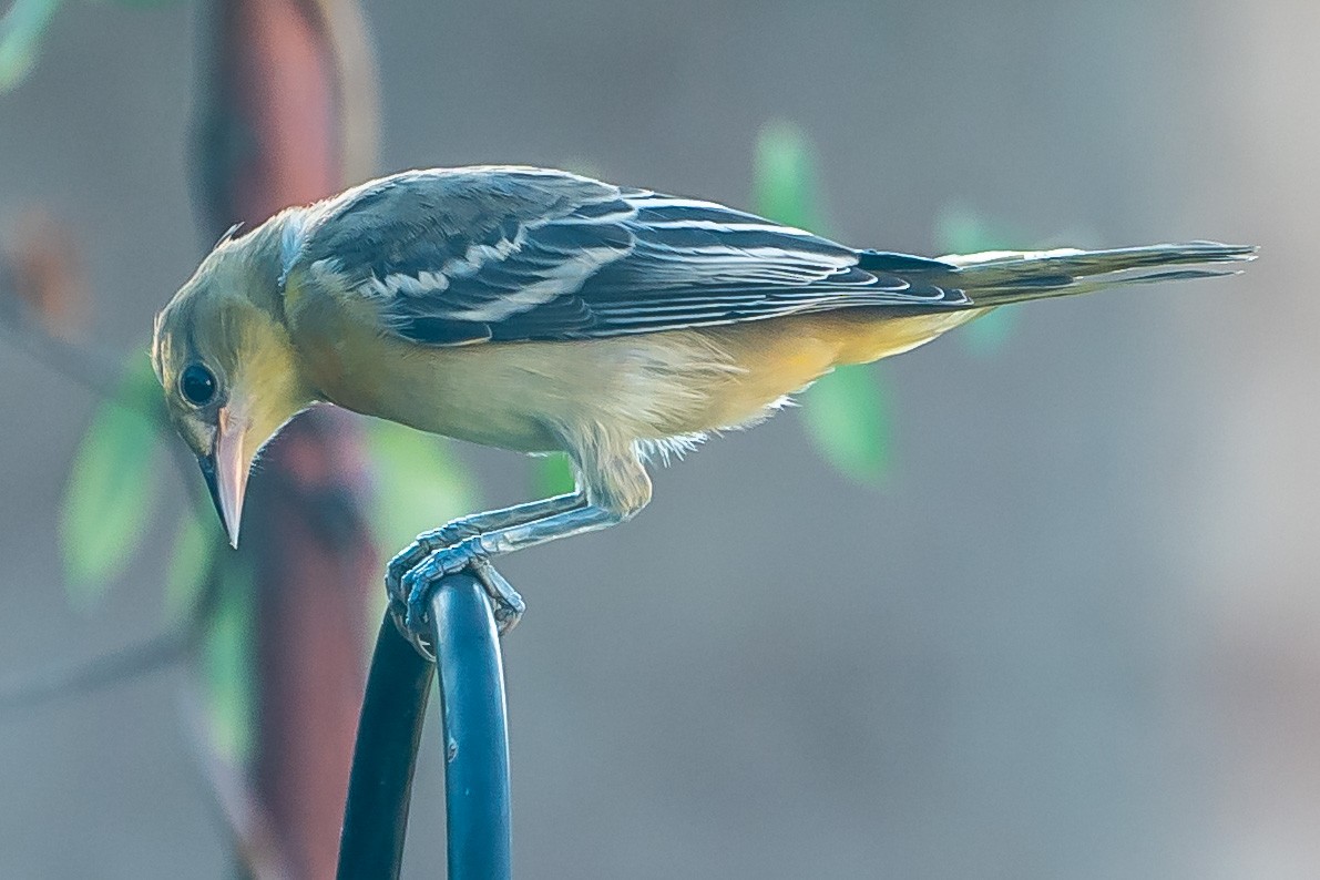 ML464553191 - Bullock's Oriole - Macaulay Library