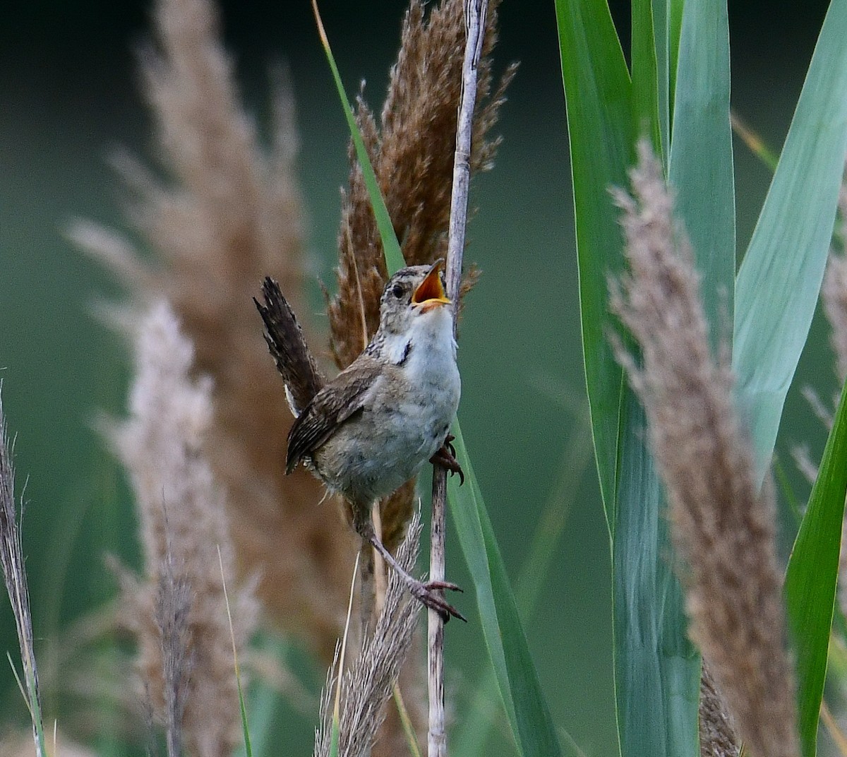 Marsh Wren - ML464555131