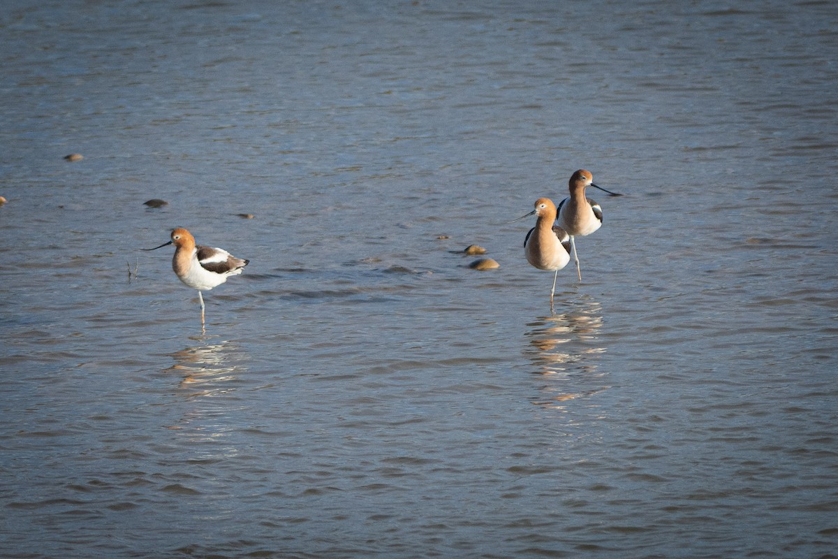 American Avocet - ML464557841