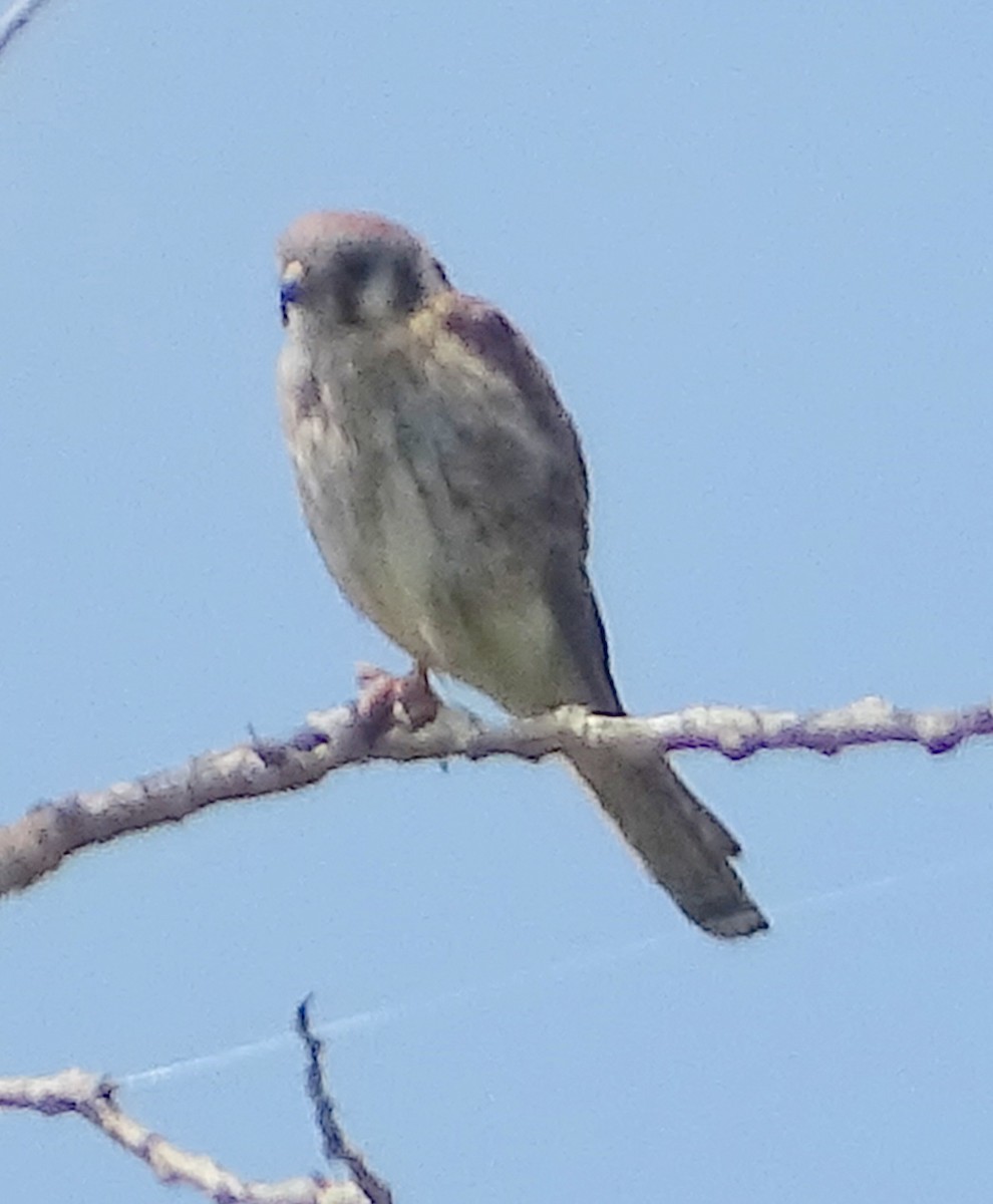 American Kestrel - ML464557981