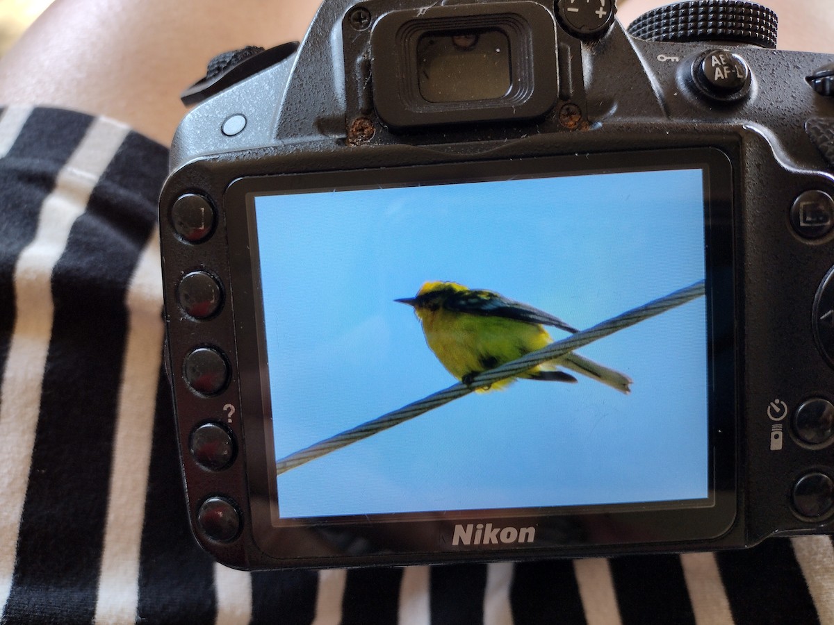 Blue-winged Warbler - ML464558721