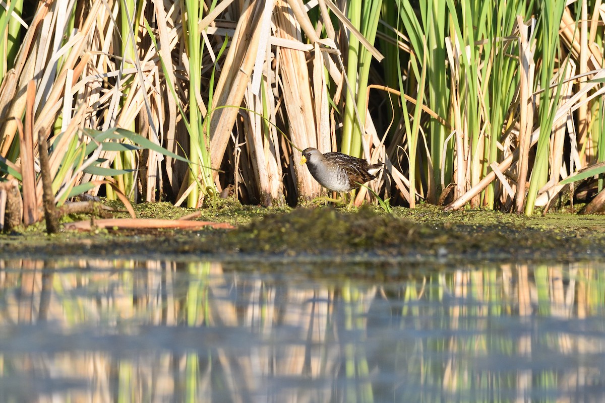 Polluela Sora - ML464560771