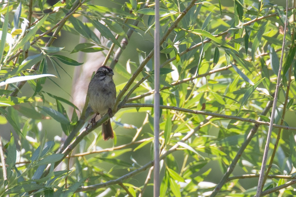 sumpspurv - ML464562051