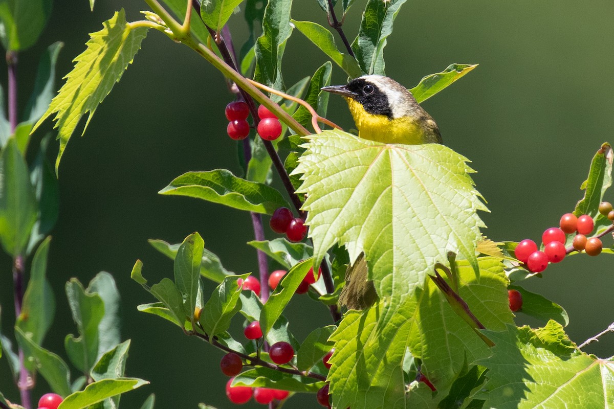 nordgulstrupe - ML464562261