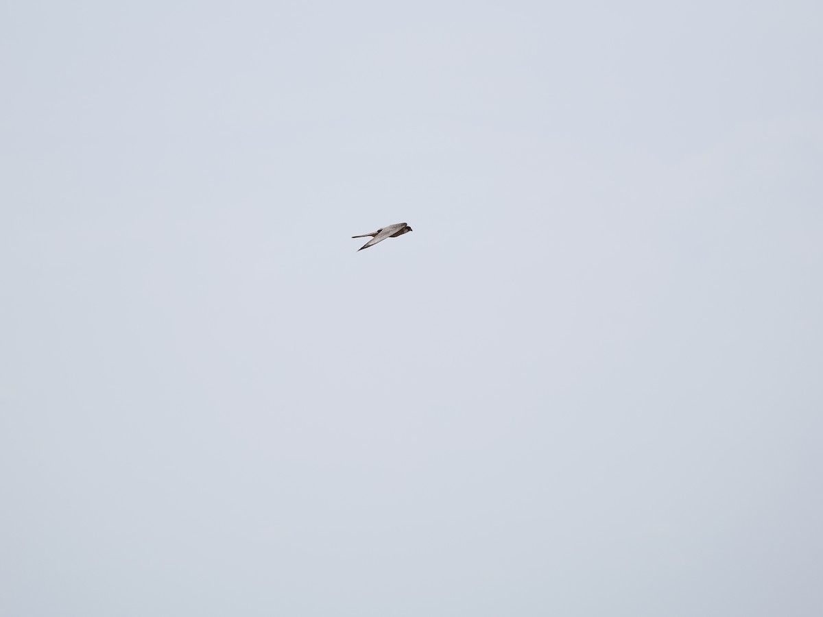 Red-footed Falcon - ML464562891