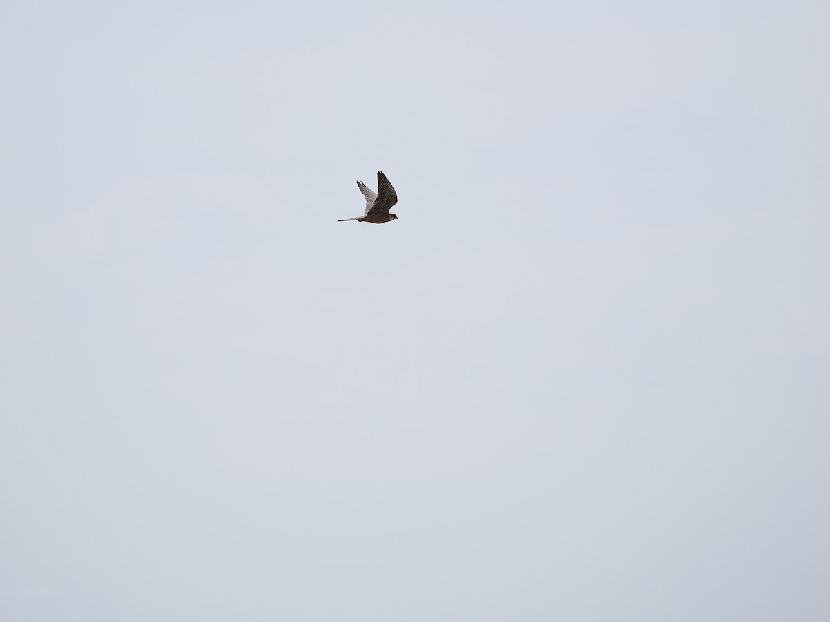 Red-footed Falcon - ML464562921