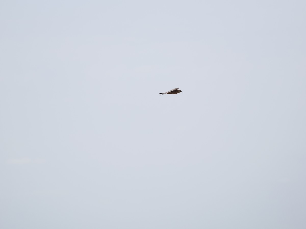Red-footed Falcon - ML464562931