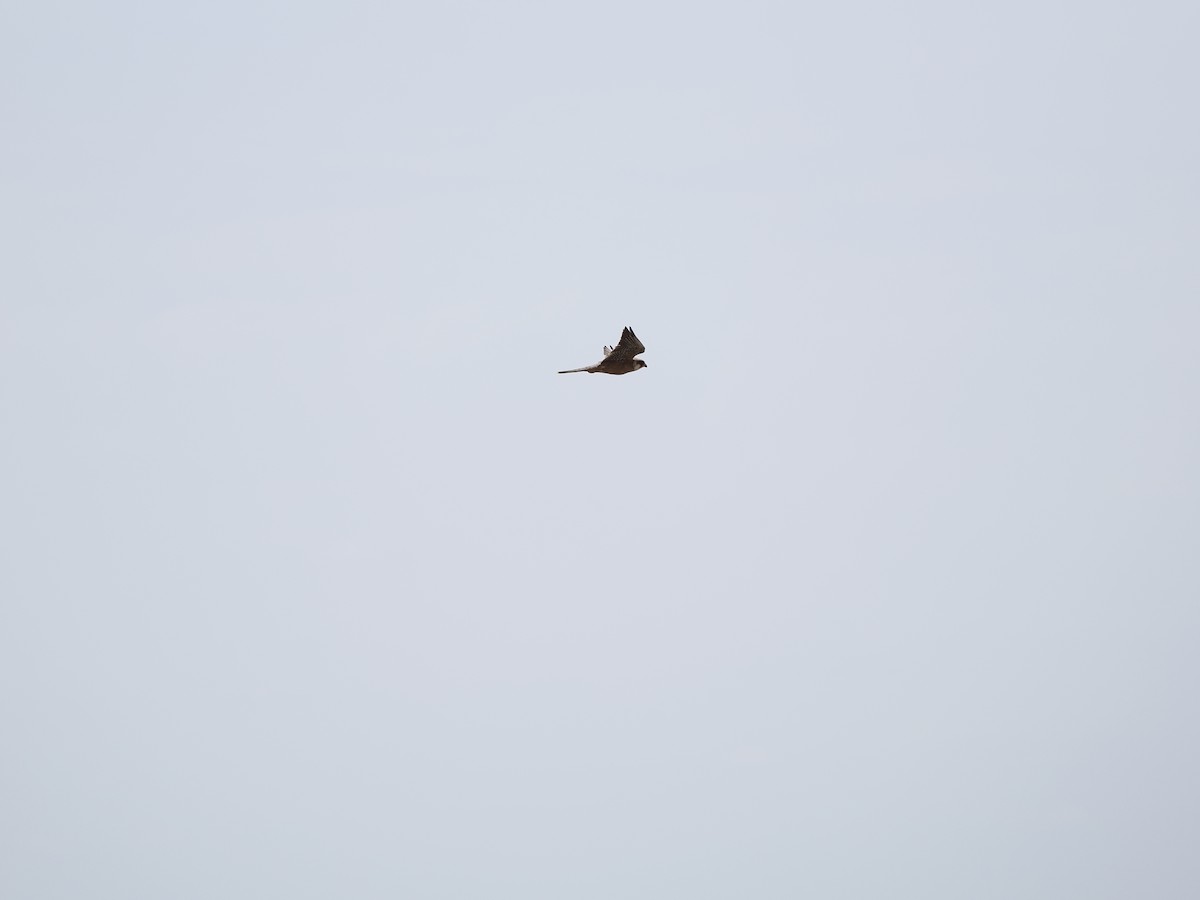 Red-footed Falcon - ML464562961