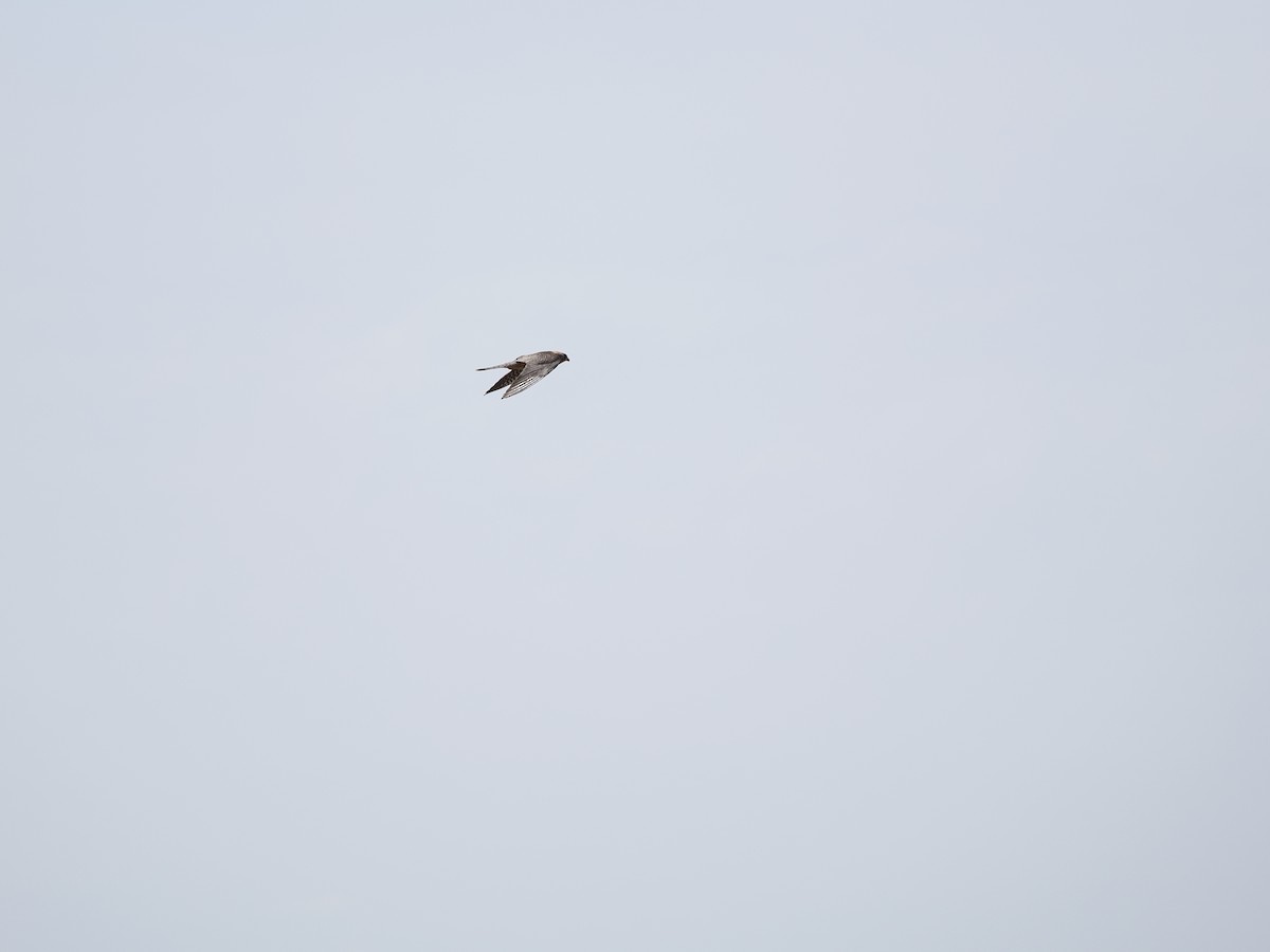 Red-footed Falcon - ML464562971