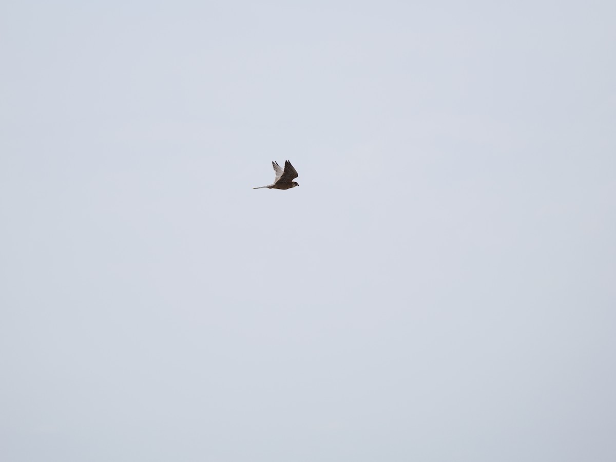 Red-footed Falcon - ML464562991