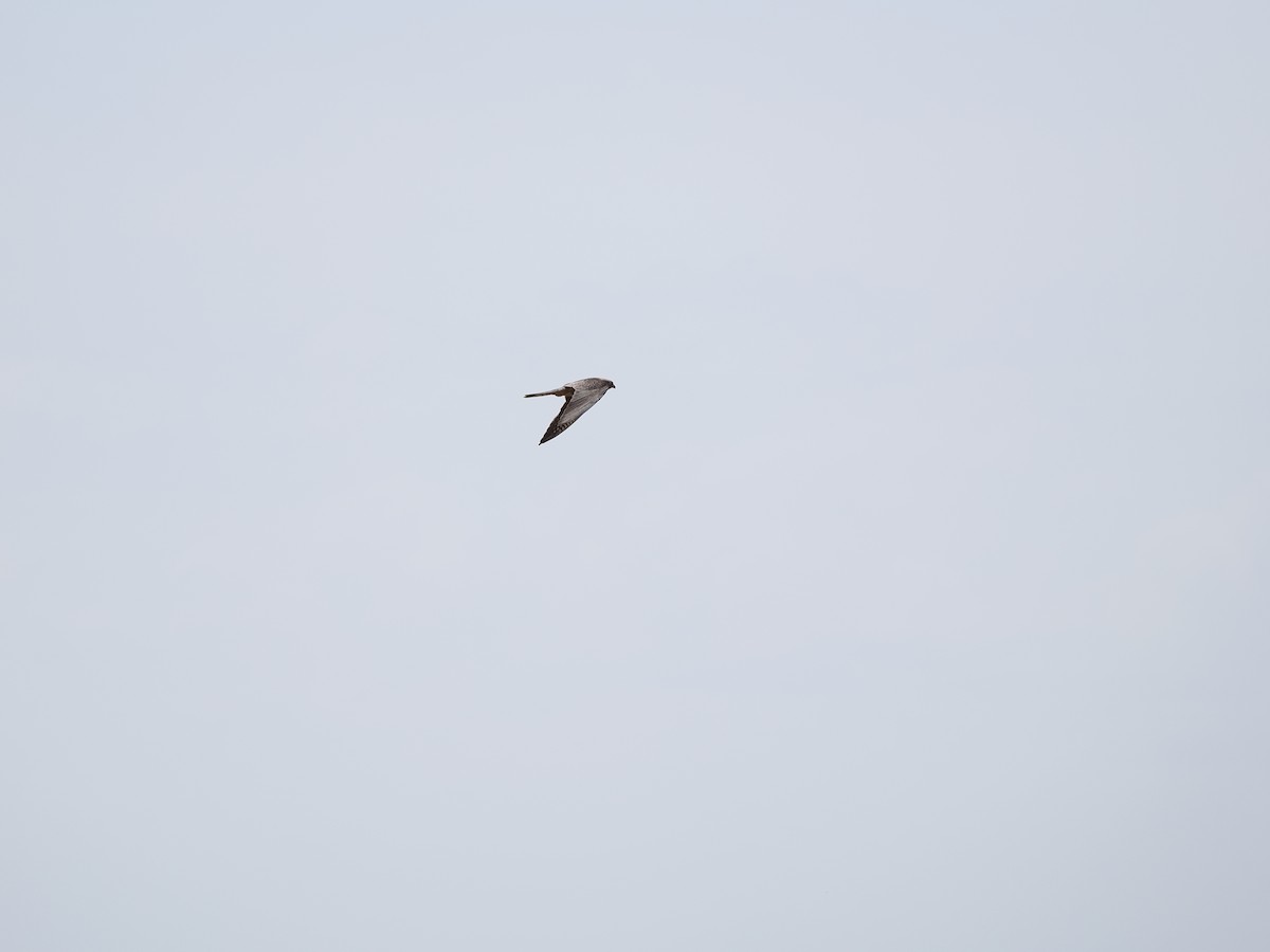 Red-footed Falcon - ML464563061