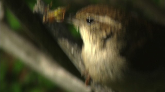 Bewick's Wren - ML464564