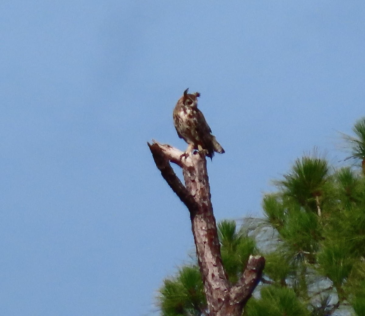 Great Horned Owl - ML464564191