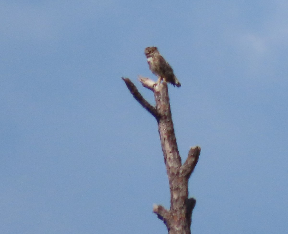 Great Horned Owl - ML464564201