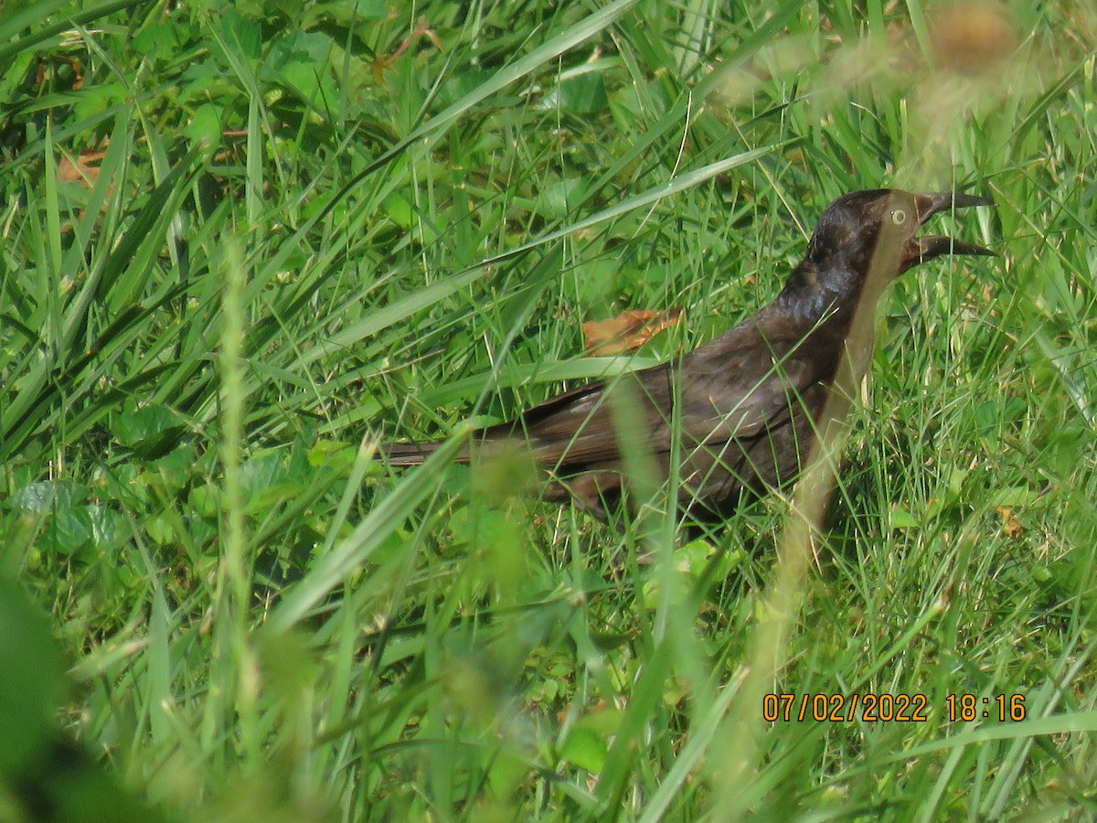 Common Grackle - ML464564661