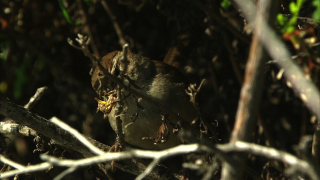 Bewick's Wren - ML464565