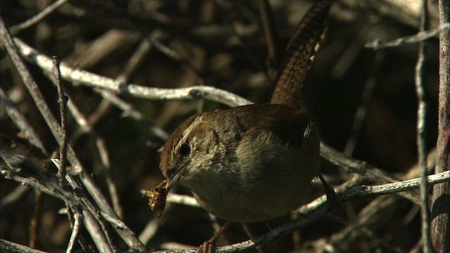 Bewick's Wren - ML464566