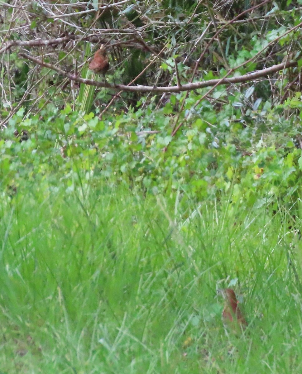 Brown Thrasher - Cathy Olson