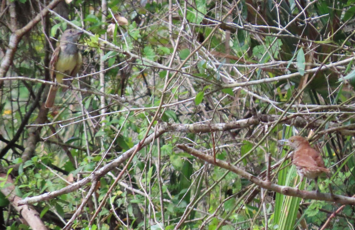 Brown Thrasher - ML464566871