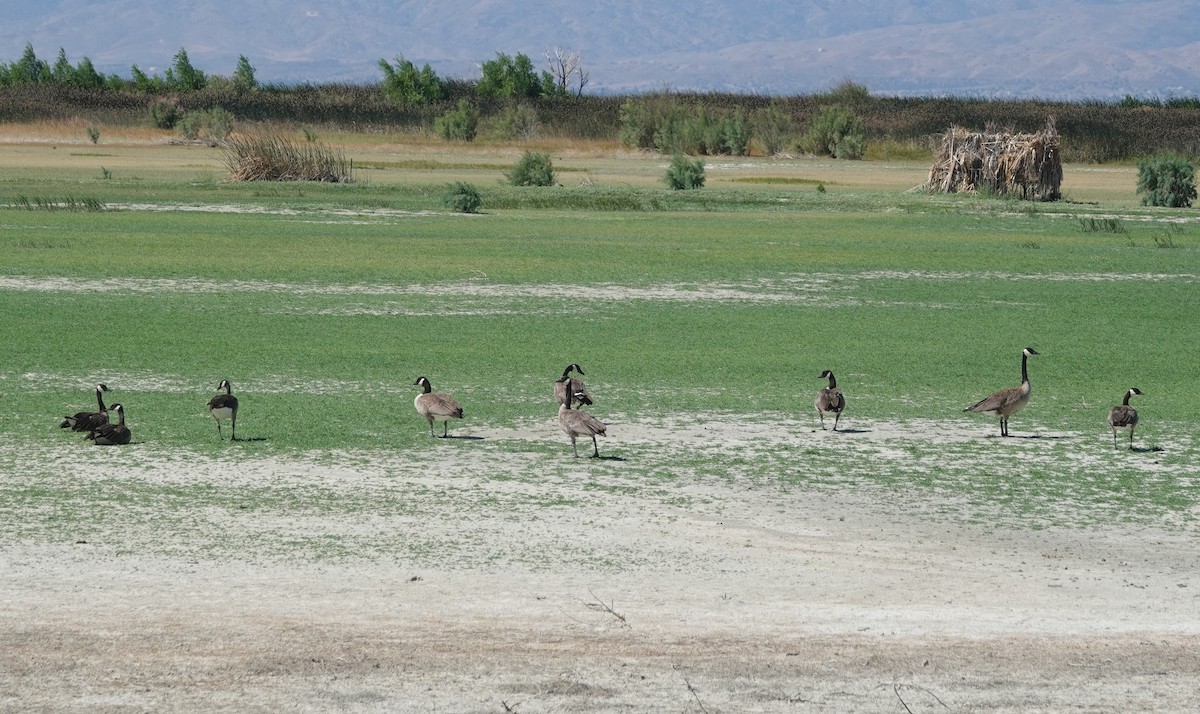 Canada Goose - ML464566921