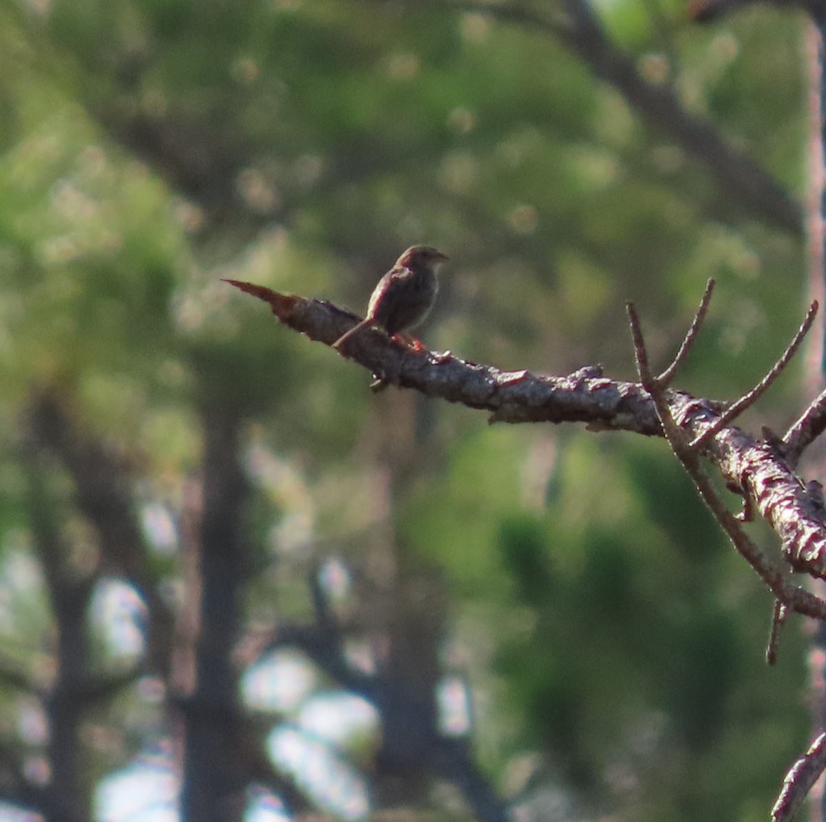 Bachman's Sparrow - Cathy Olson