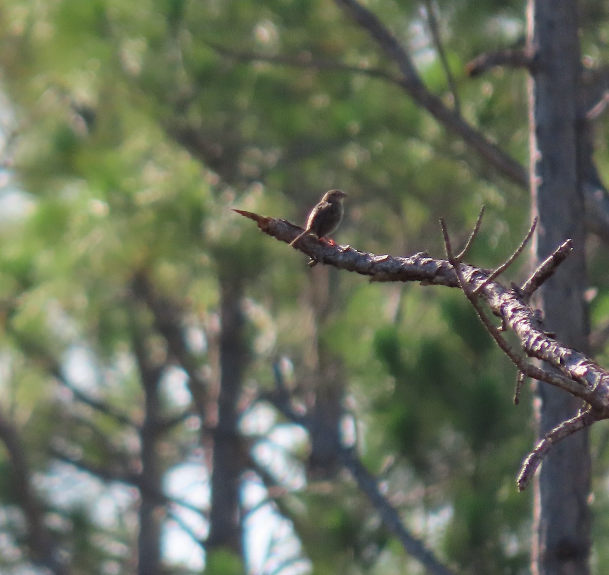 Bachman's Sparrow - ML464567271