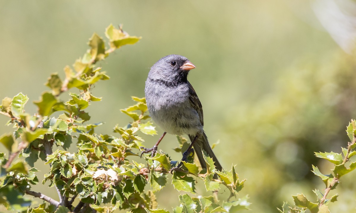 Black-chinned Sparrow - Paul Fenwick