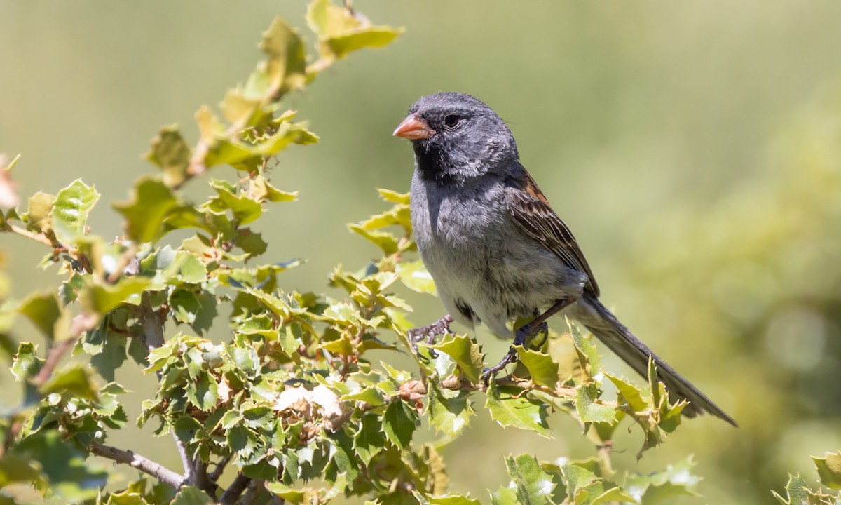 Black-chinned Sparrow - Paul Fenwick