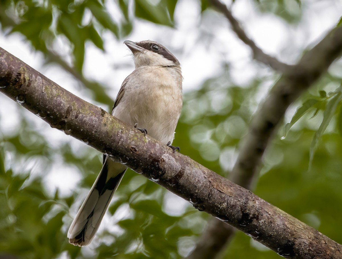 Loggerhead Shrike - ML464567811