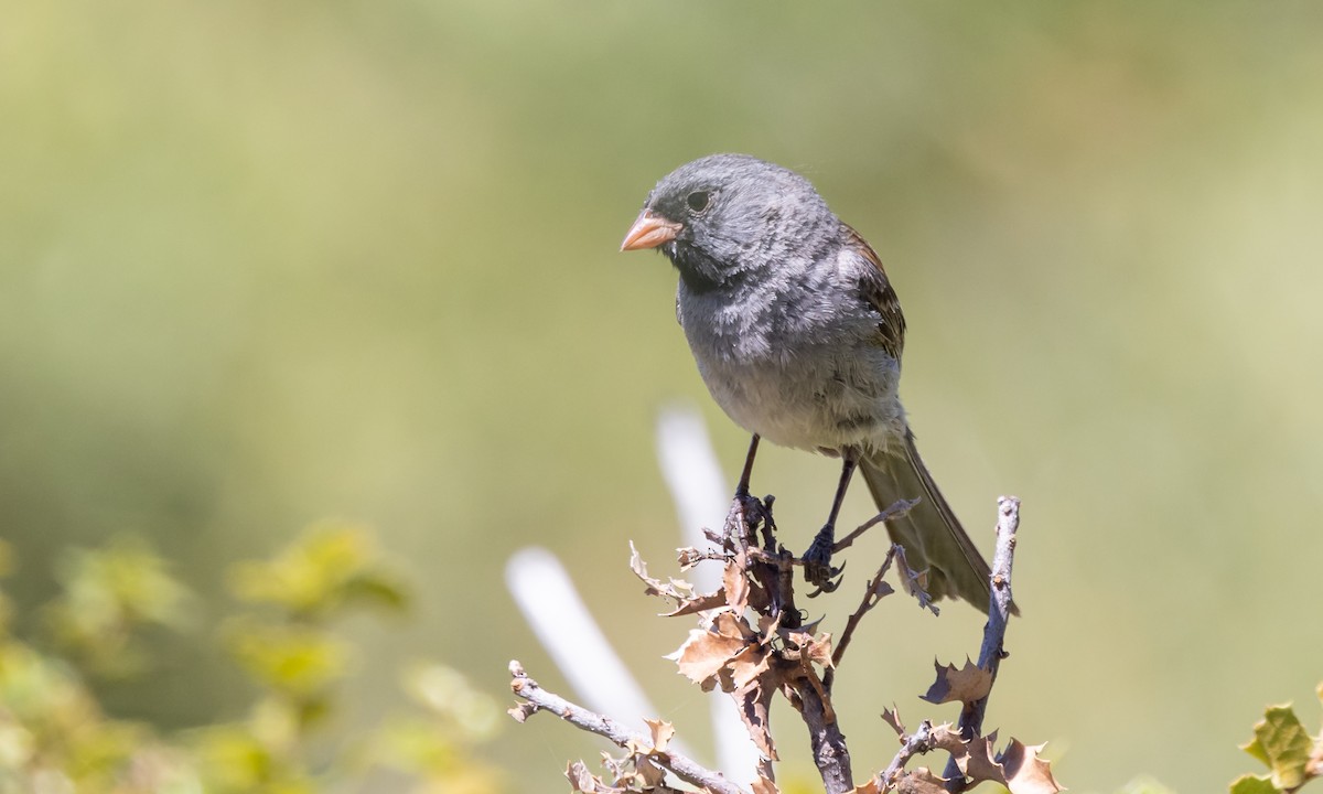 Black-chinned Sparrow - Paul Fenwick