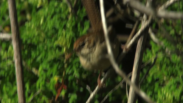 Bewick's Wren - ML464568