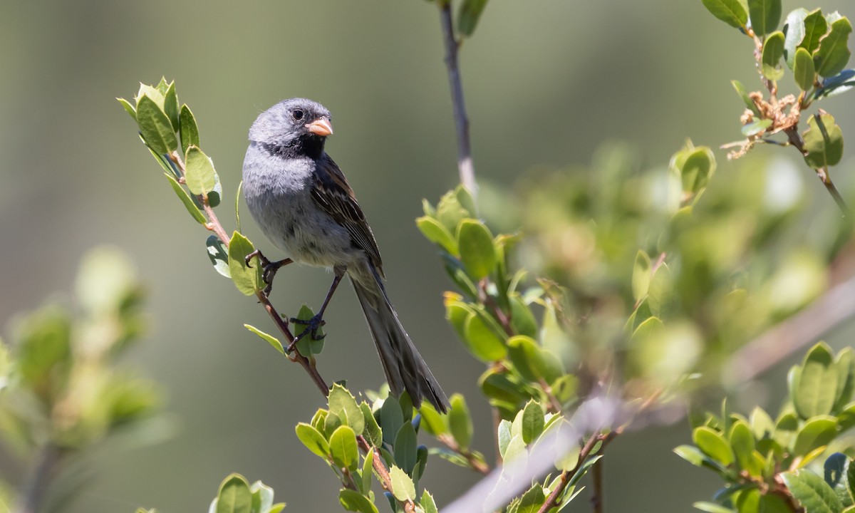 Black-chinned Sparrow - Paul Fenwick