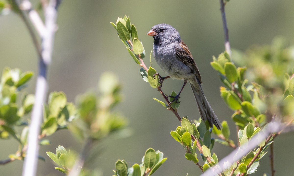 Black-chinned Sparrow - Paul Fenwick