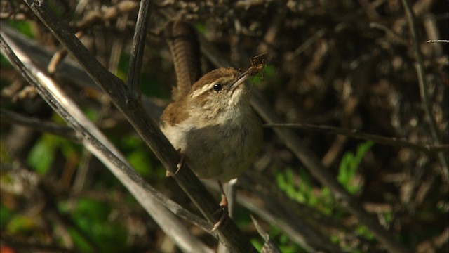 Bewick's Wren - ML464569