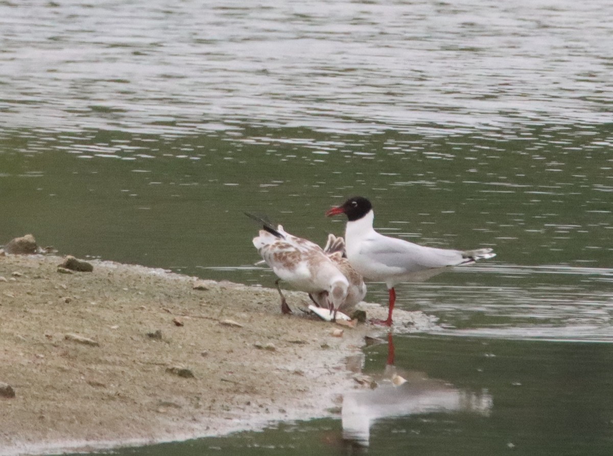 Hybride Mouette rieuse x M. mélanocéphale - ML464570301