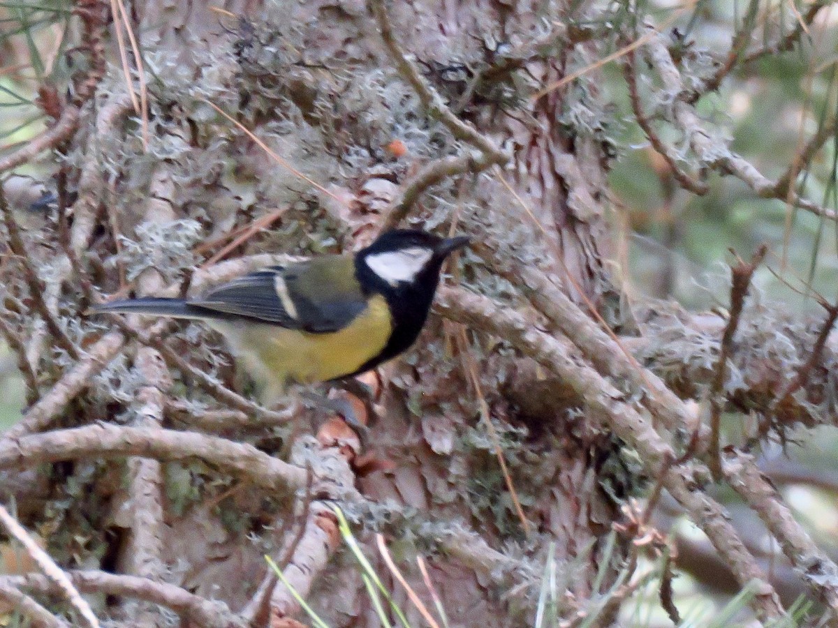 Great Tit - ML464570741