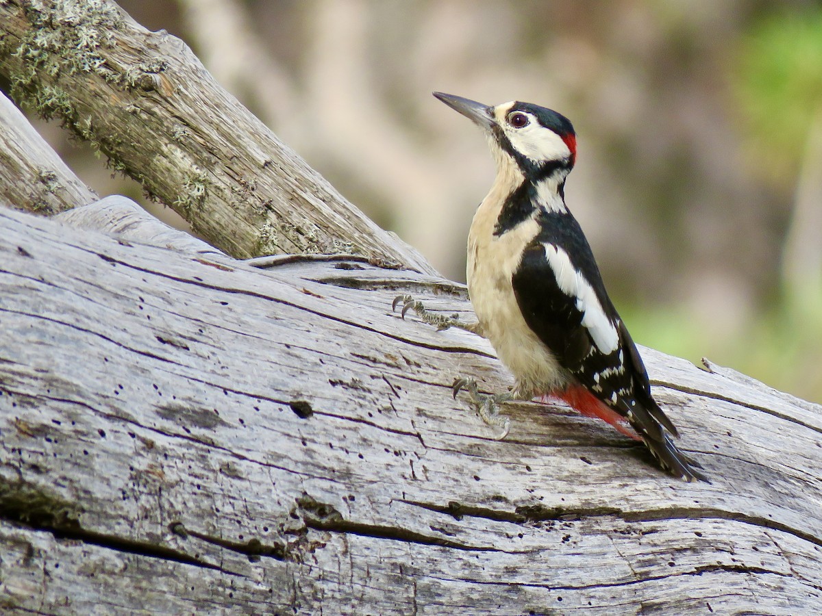 Great Spotted Woodpecker - ML464570751
