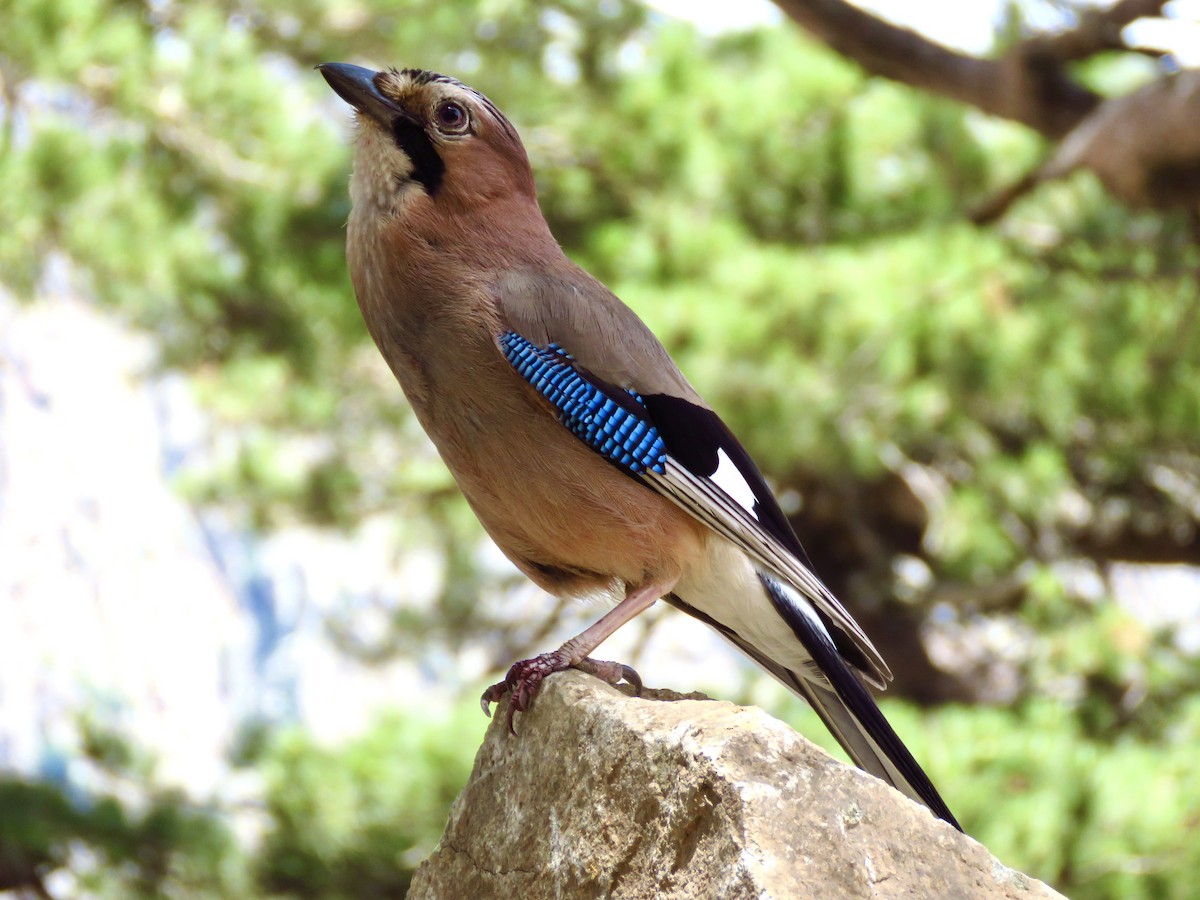 Eurasian Jay - ML464570921