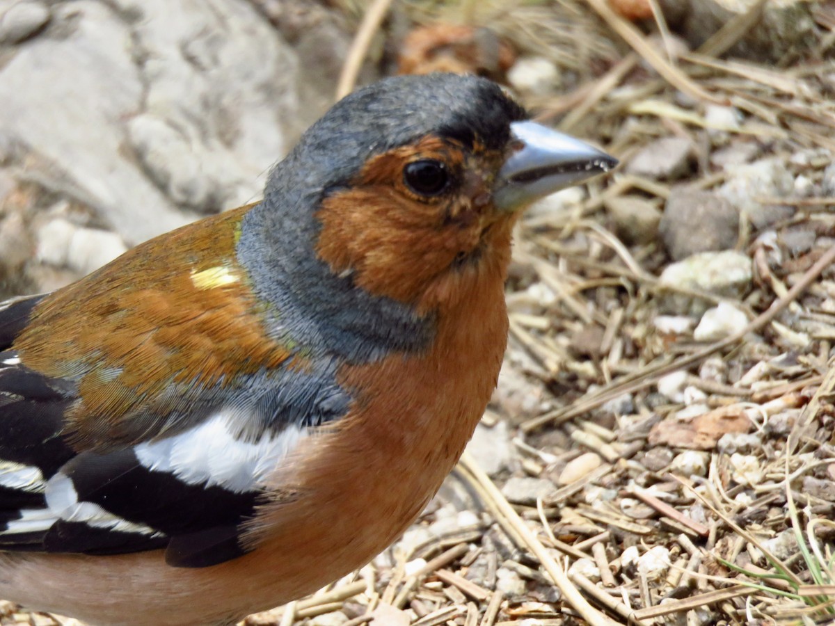 Common Chaffinch - ML464571061