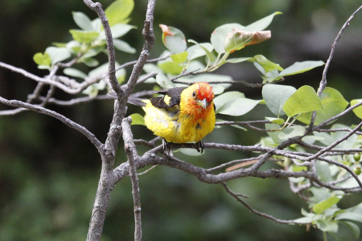 Western Tanager - ML464572011