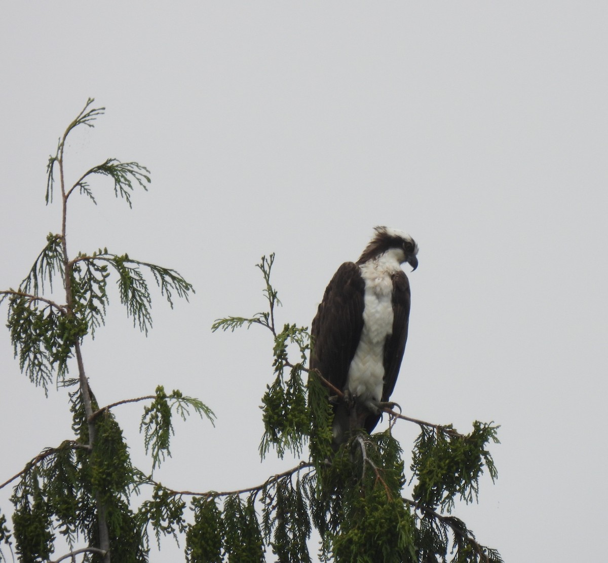 Osprey - ML464573271