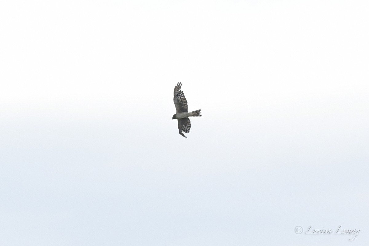 Northern Harrier - Lucien Lemay