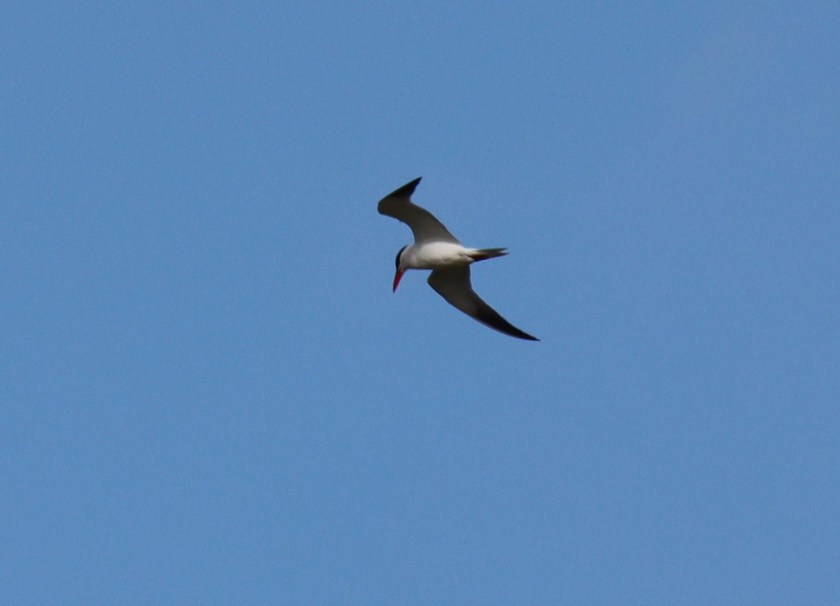 Caspian Tern - Sally Veach