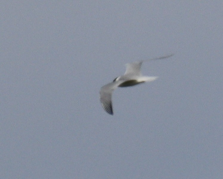 Caspian Tern - ML464576811