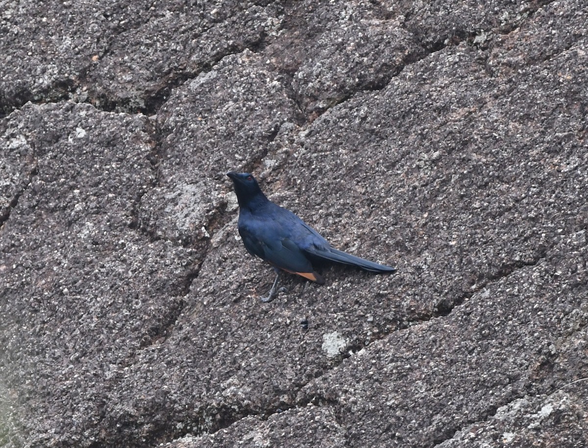 Neumann's Starling - ML464576961