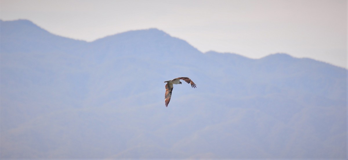 Osprey - ML464577221