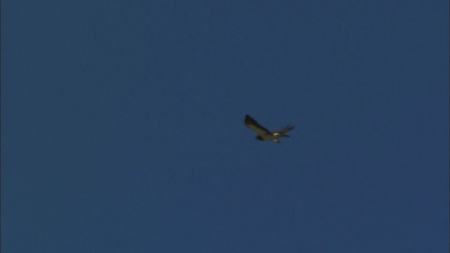 Swainson's Hawk - ML464579